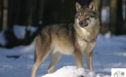 （終了しました）【大竹英洋スライドトーク】開催！「北米ノースウッズにオオカミを探して」