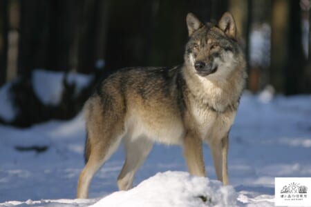 （終了しました）【大竹英洋スライドトーク】開催！「北米ノースウッズにオオカミを探して」