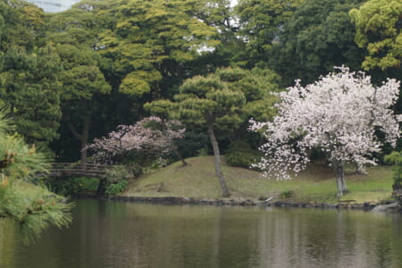 春の自然観察会