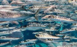 誰も知らない未利用魚の世界